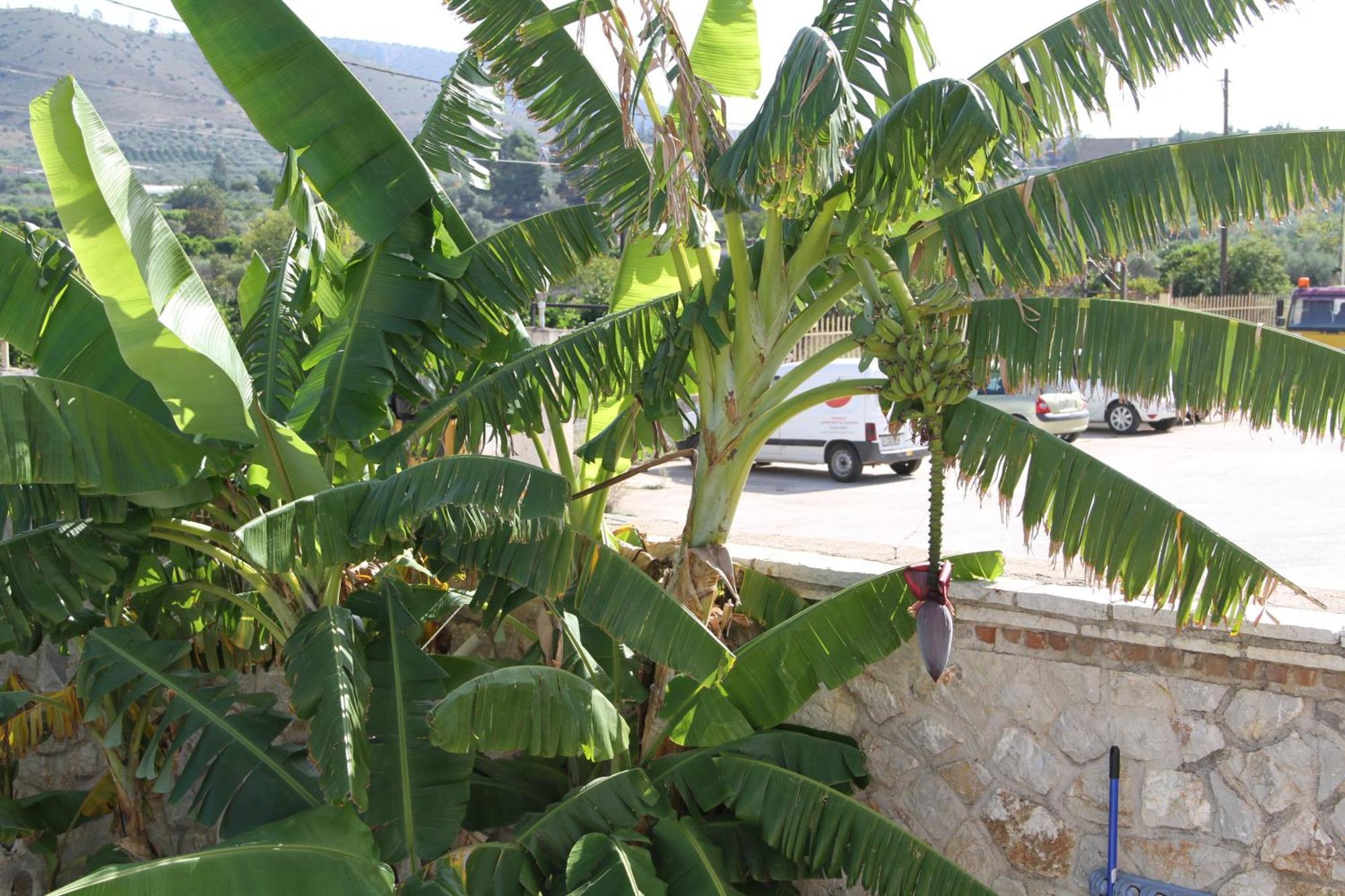 ΑΡΙΩΝ Village&Suites Ναύπλιο Εξωτερικό φωτογραφία